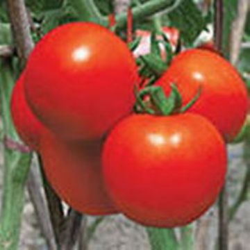 Lycopene